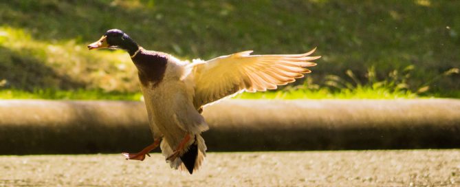 Duck