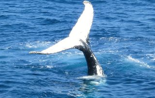whale