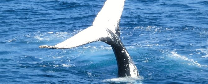 whale