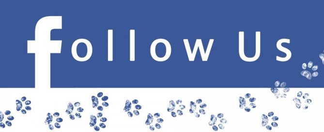 Follow us