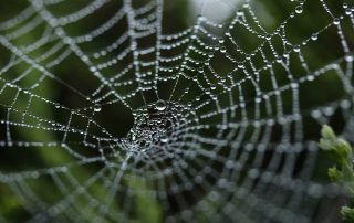 belang-linkbuilding